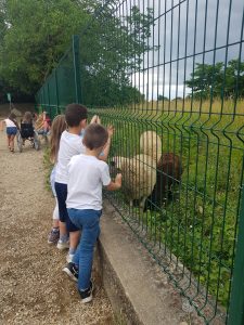 Visite aux voisins ovins